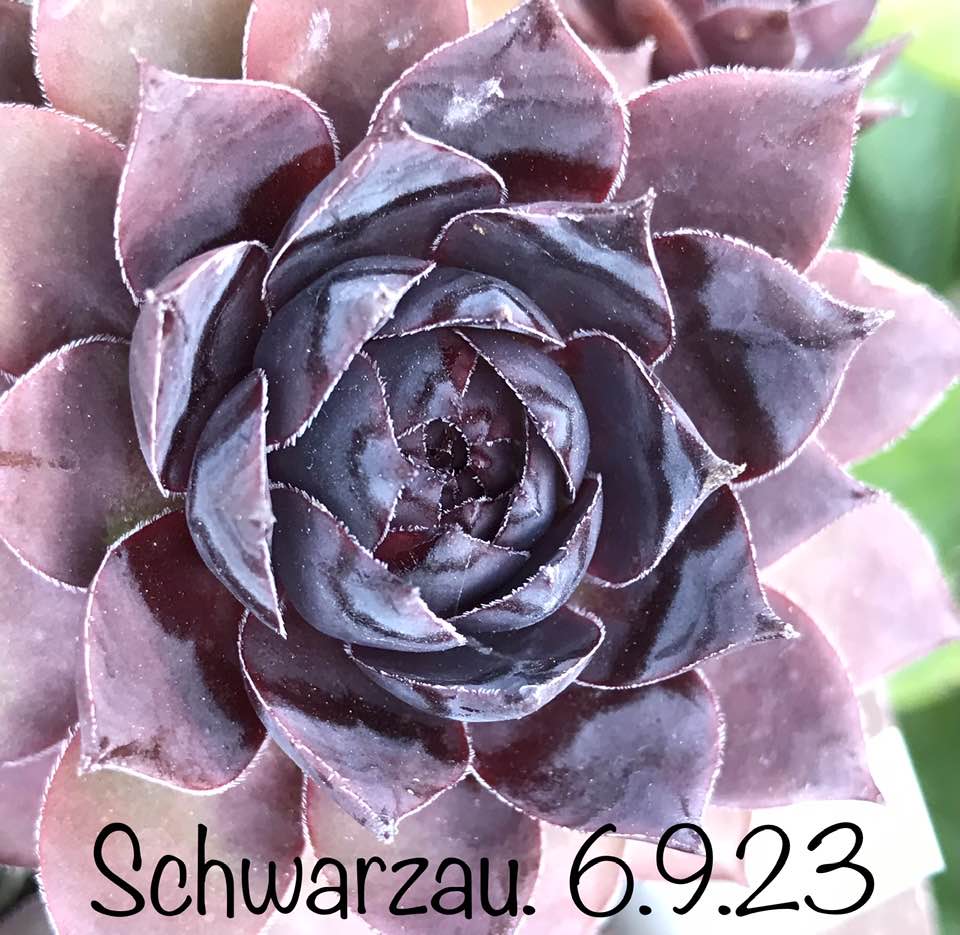 Schwarzau