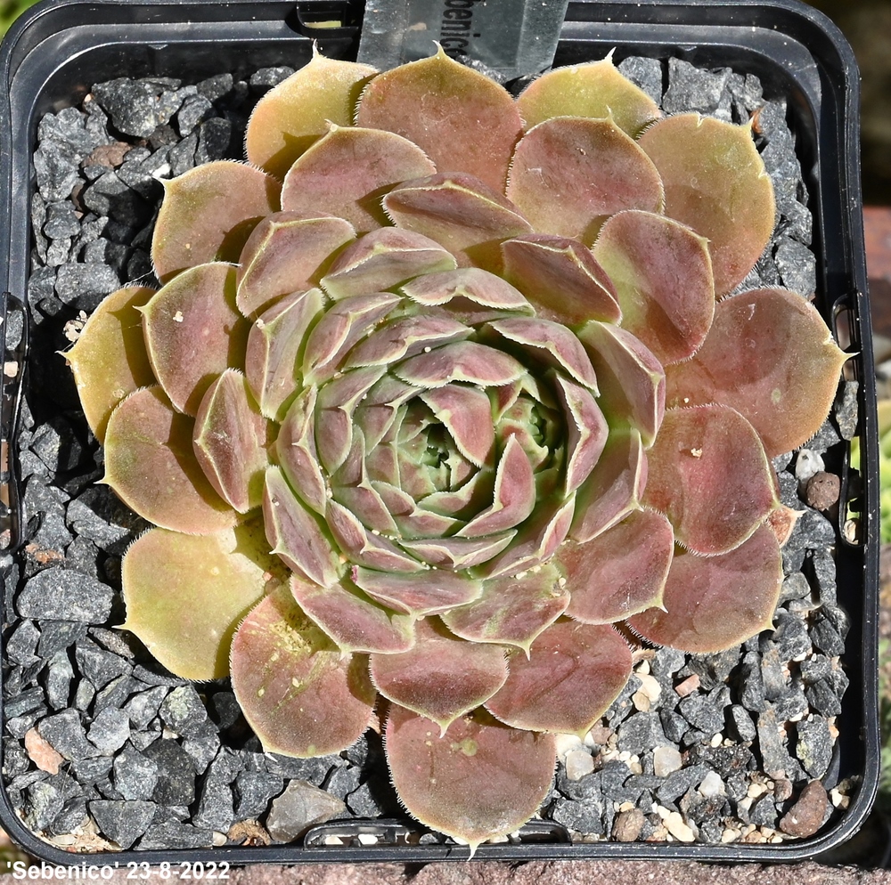 Sebenico / Jovi