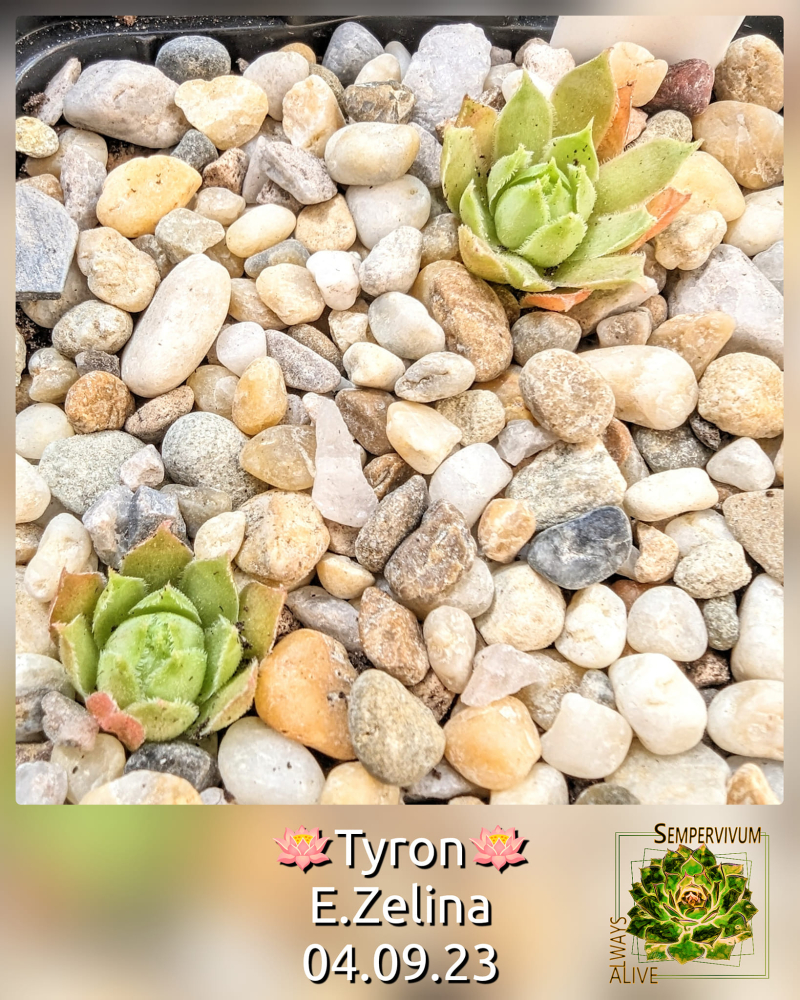 Tyron