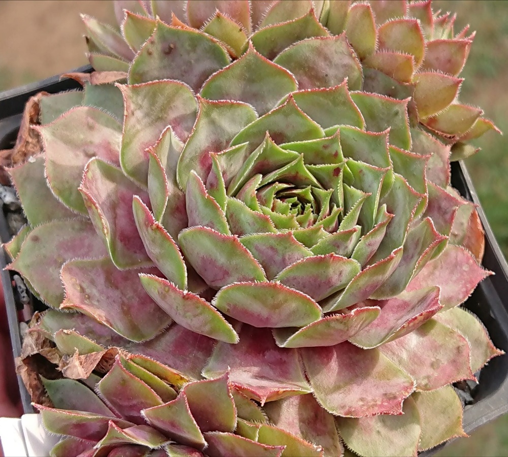 Violet Flame (Netzfund)