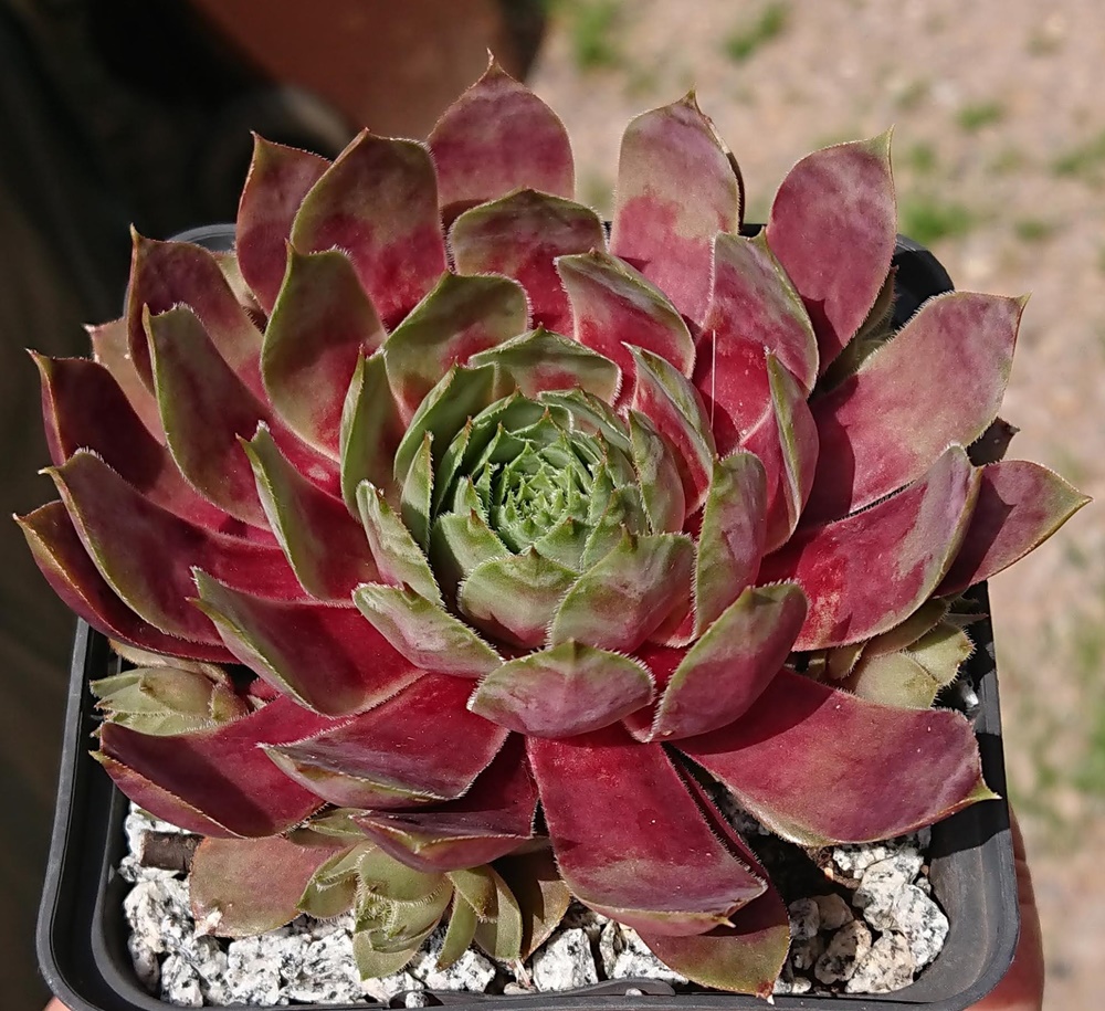 Violet Flame (Netzfund)