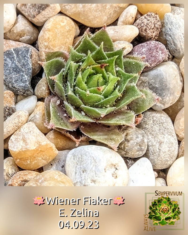 Wiener Fiaker