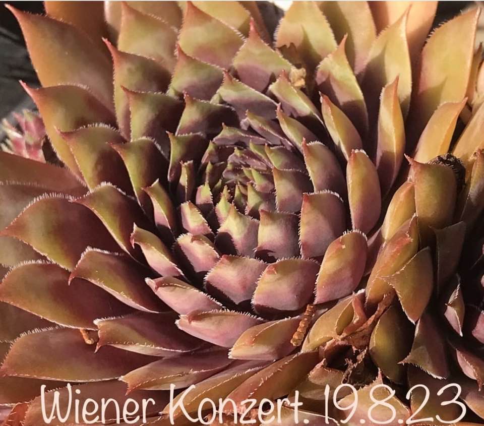 Wiener Konzert