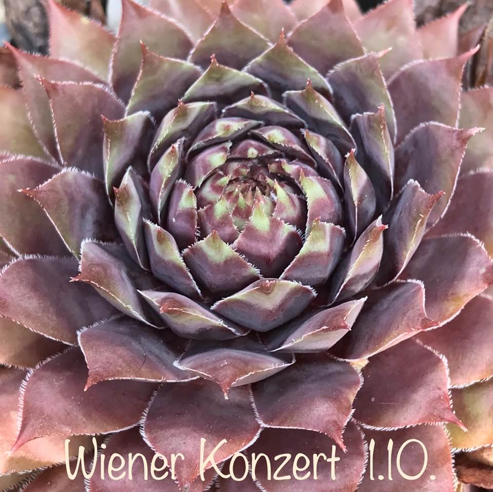 Wiener Konzert