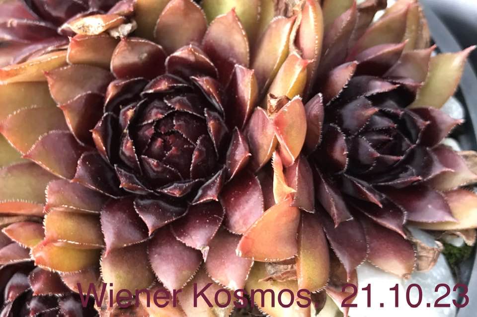 Wiener Kosmos