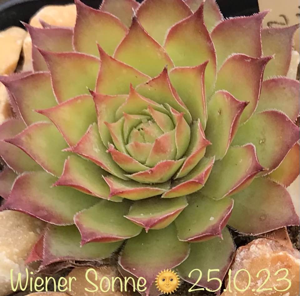 Wiener Sonne