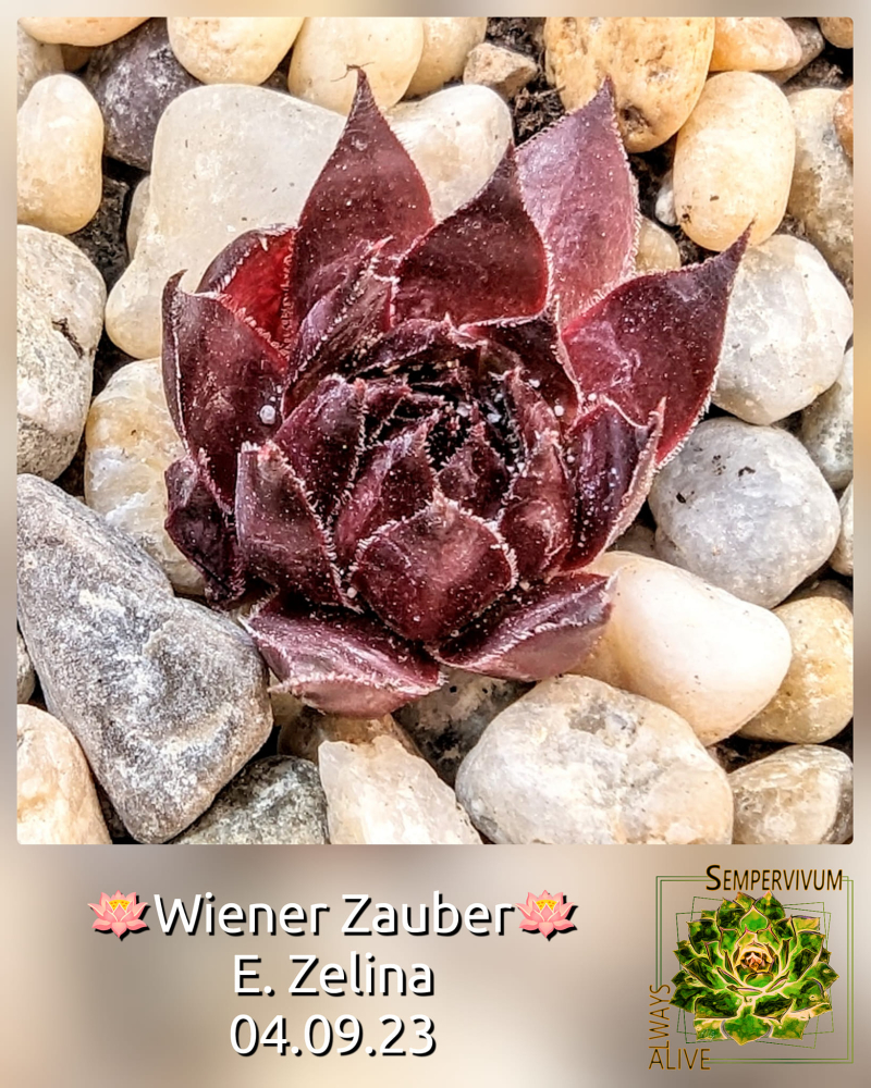 Wiener Zauber