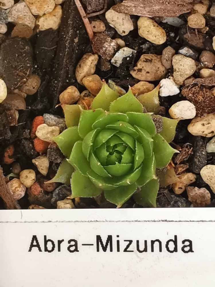 Abra-Mizunda (Netzfund)