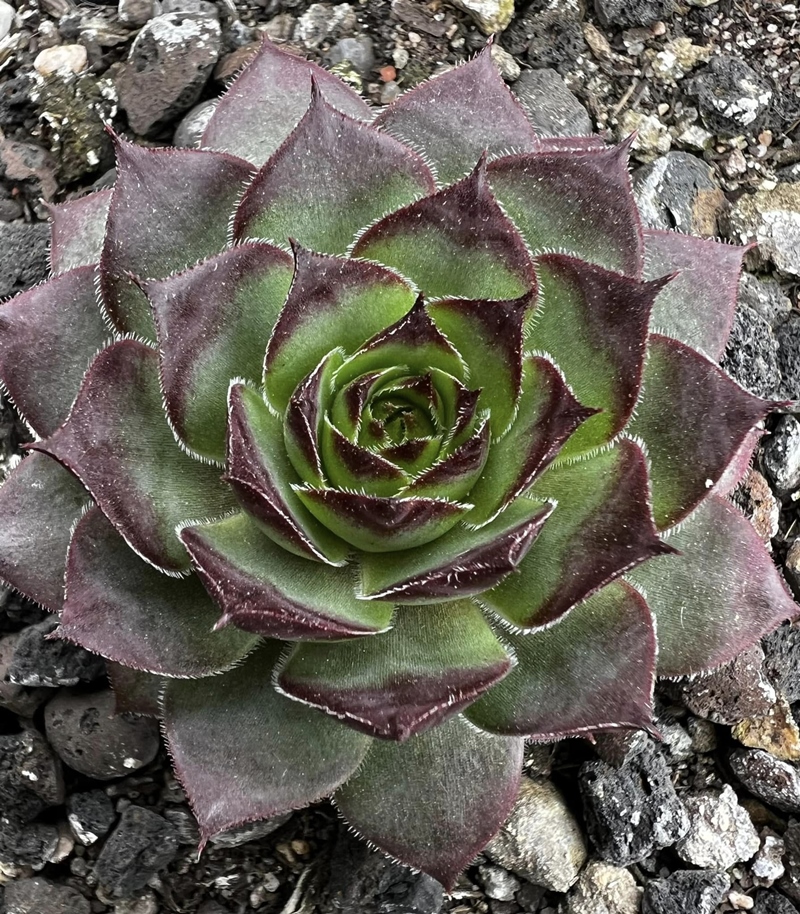Black Lotus (NNG)