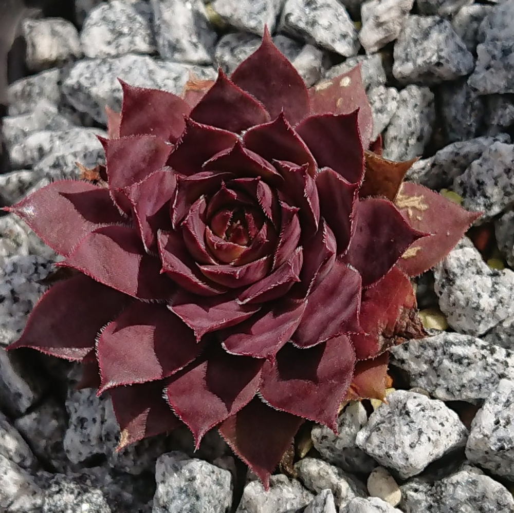 Coco Chanel (Netzfund)