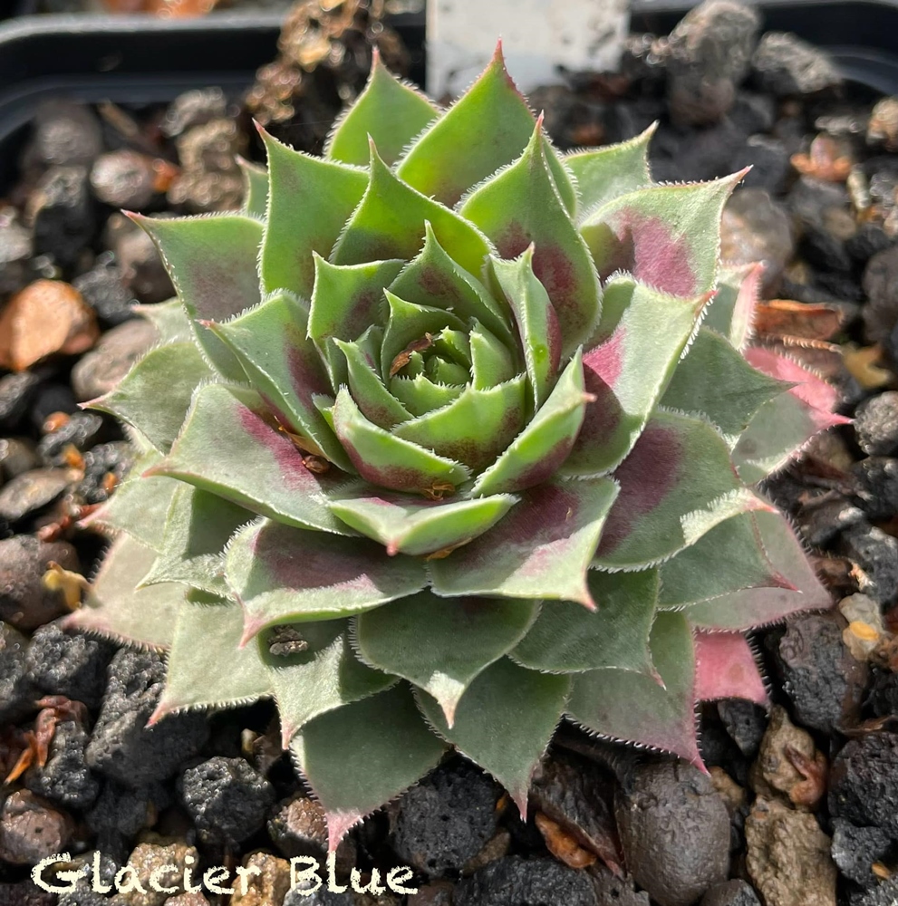 Chick Charms® Glacier Blue (Netzfund)