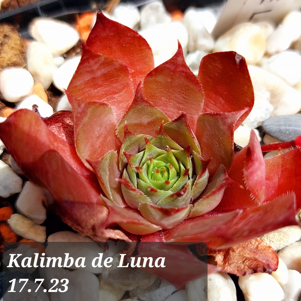 Kalimba de Luna (Netzfund)