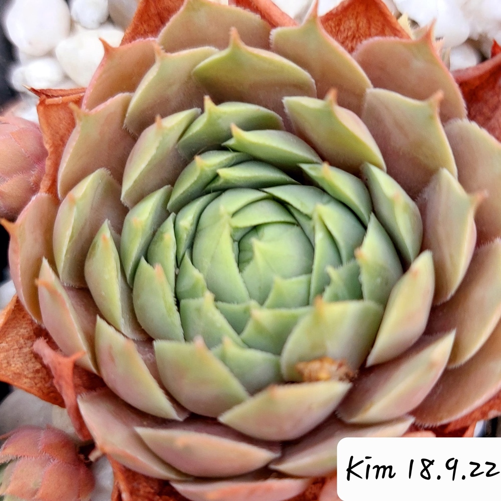 Kim
