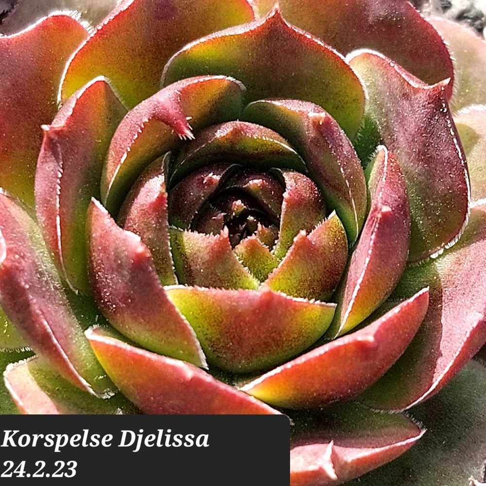 Korspelse Djelissa