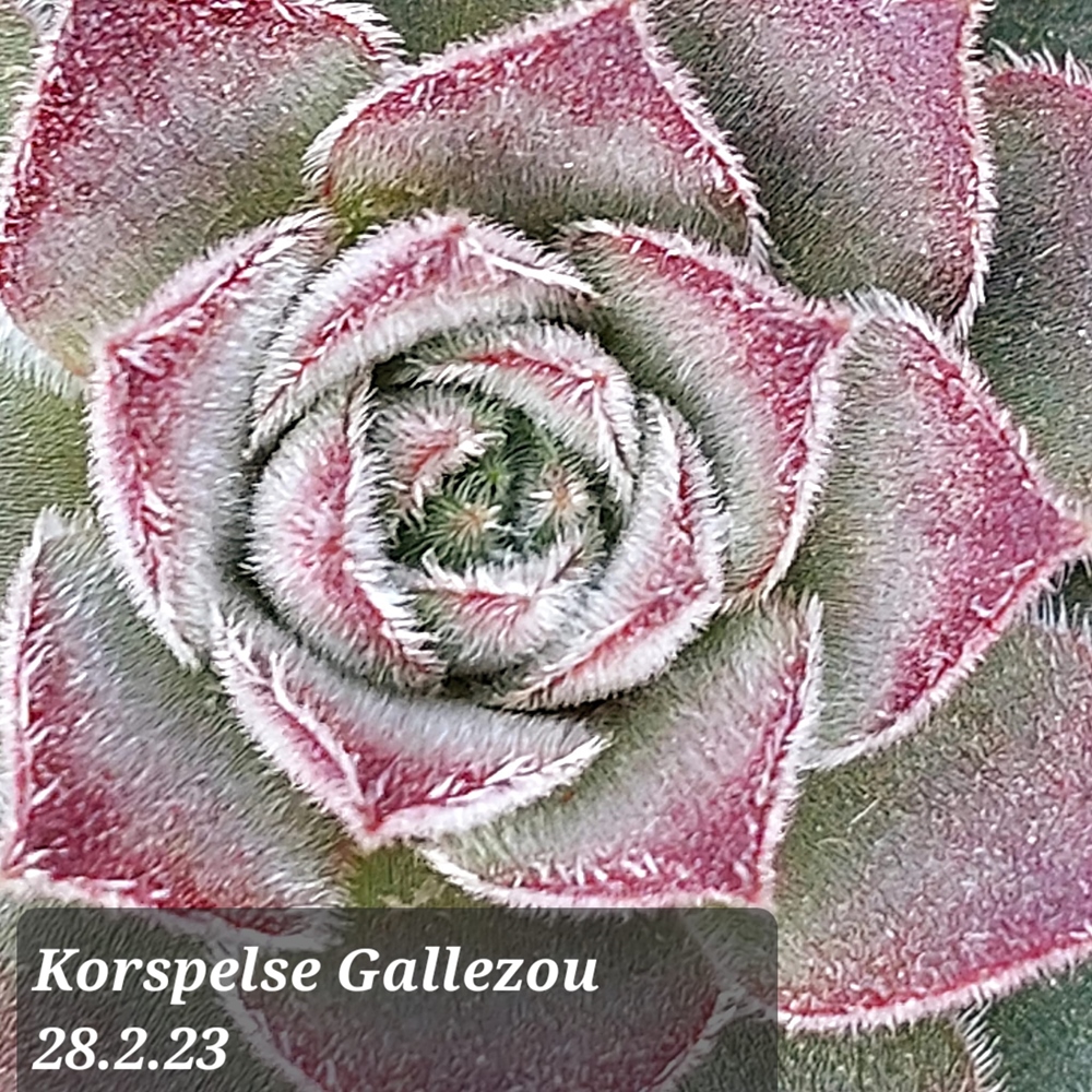 Korspelse Gallezou