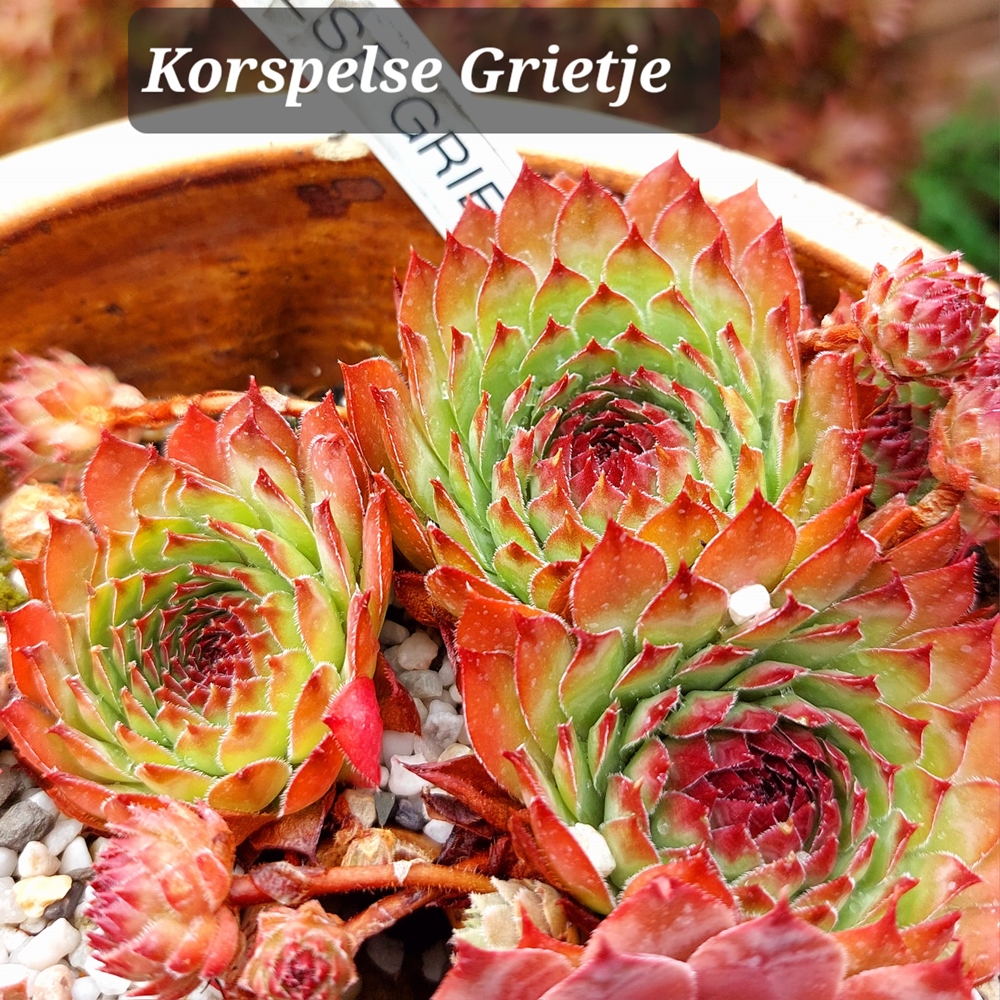 Korspelsegietje