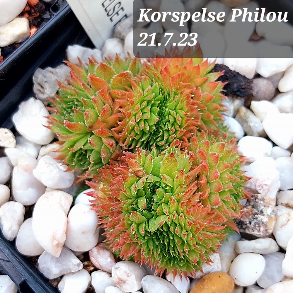 Korspelse Philou