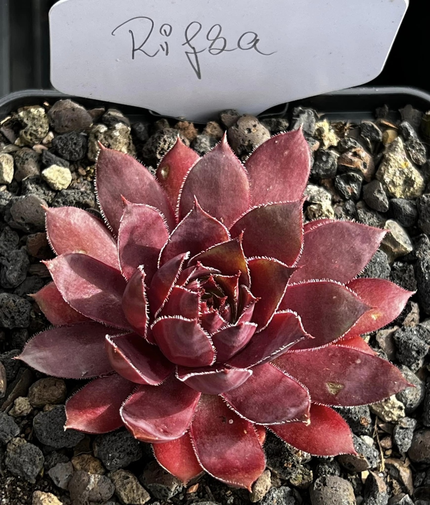 Rifka (NNG)