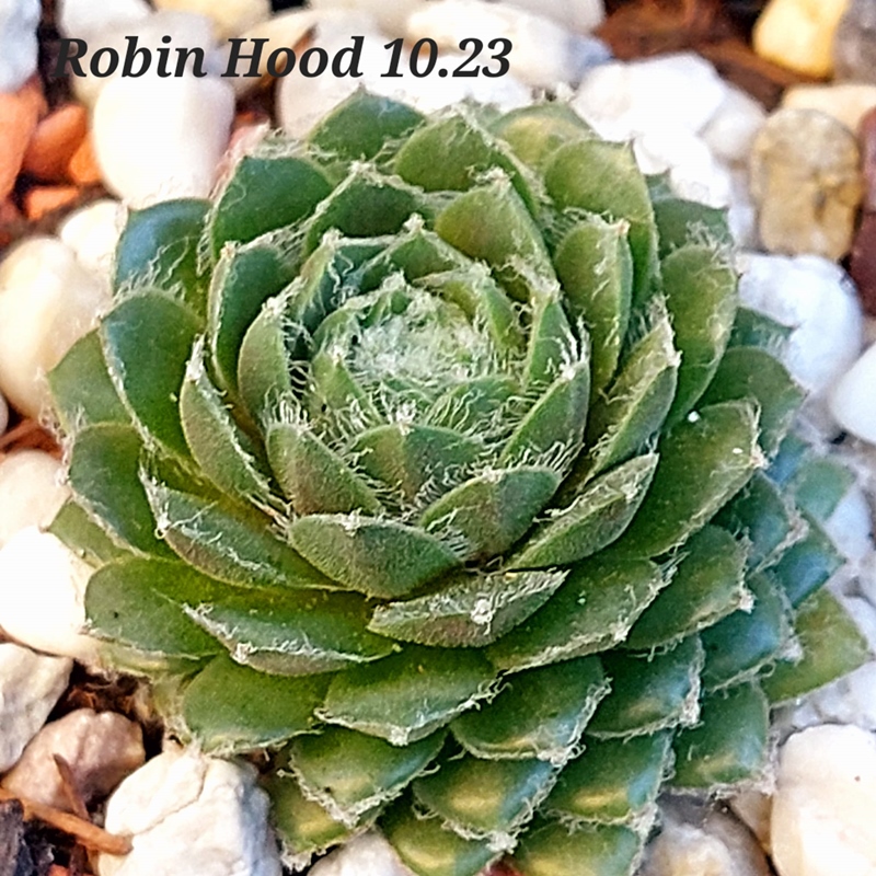 Robin Hood (Netzfund)