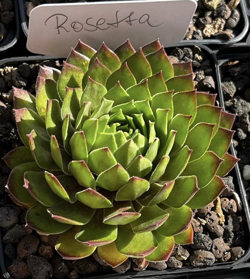 Rosetta (NNG)