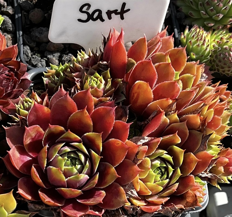 Sart