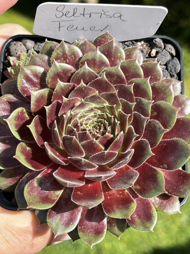 Seltrisa Feuer
