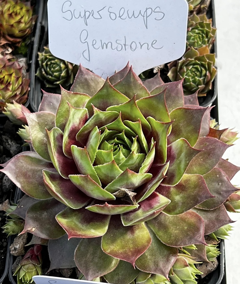 Supersemps® Gemstone (Netzfund)