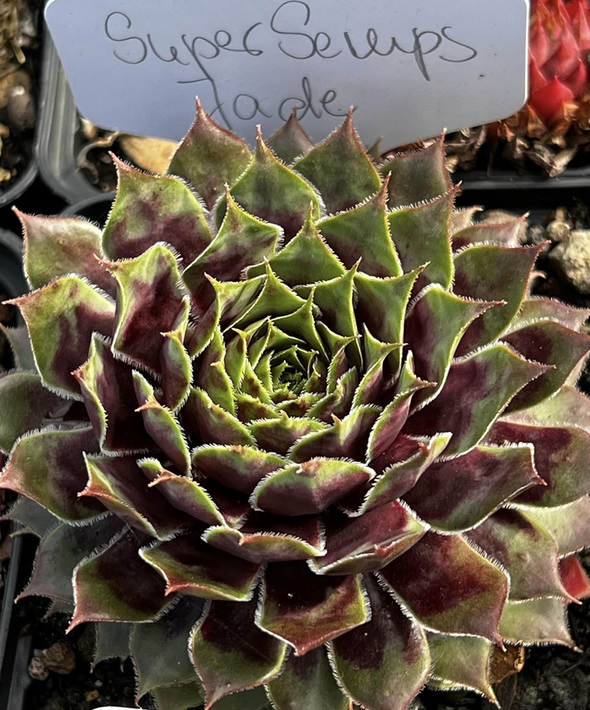 Supersemps® Jade (Netzfund)