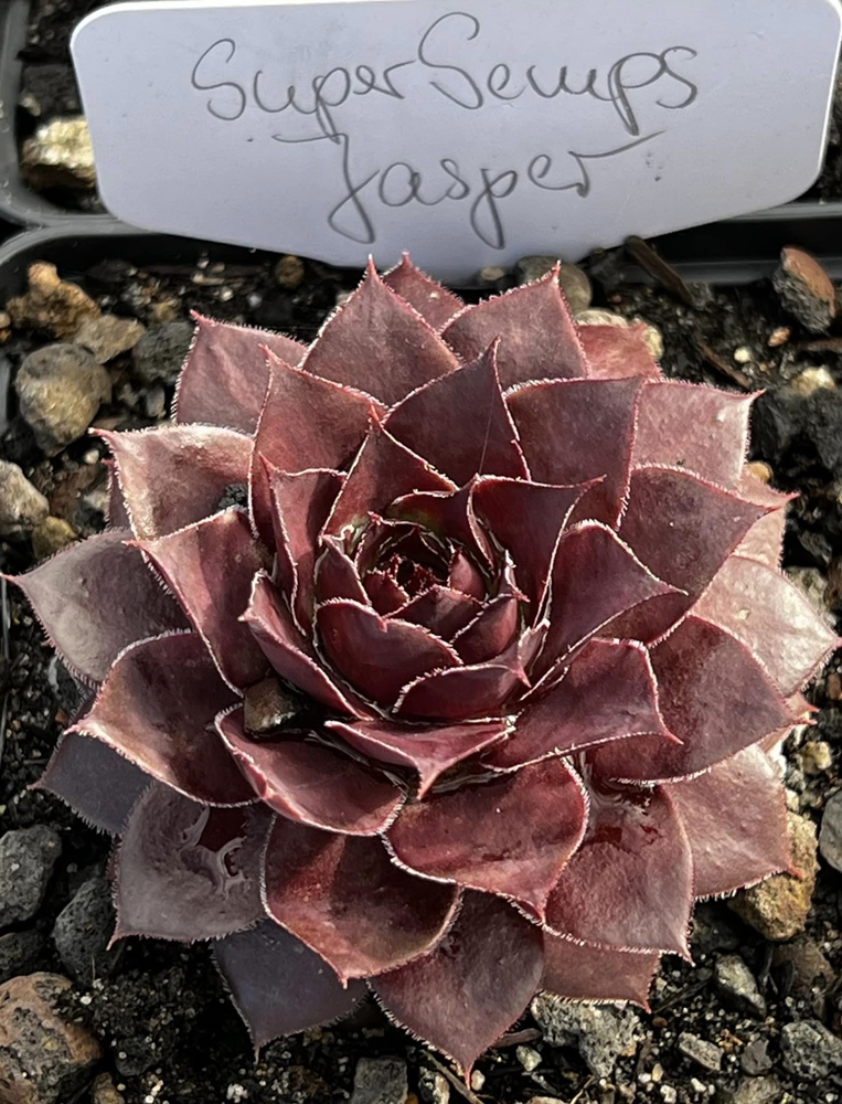 Supersemps® Jasper (Netzfund)