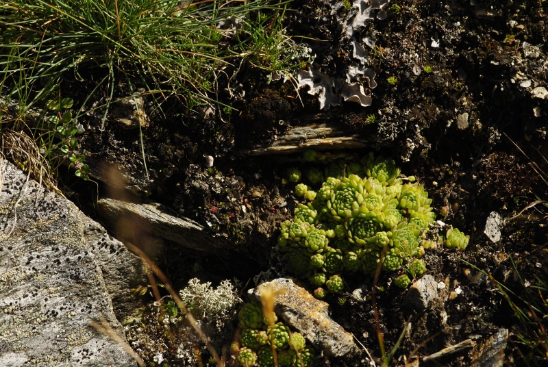montanum ssp. montanum from Großglocknerstraße, Hexenküche