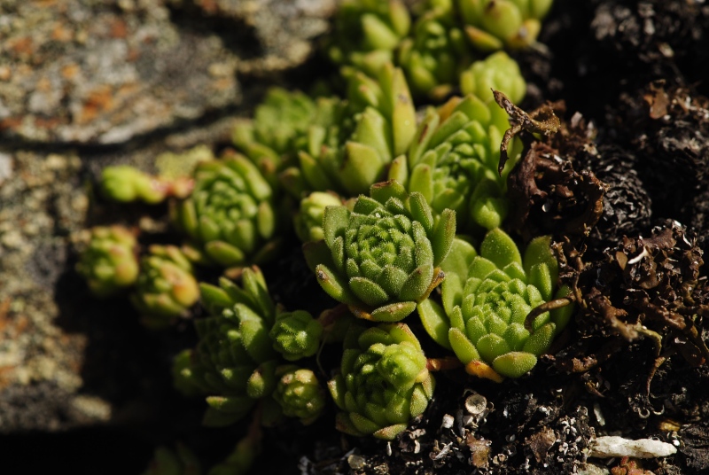 montanum ssp. montanum from Großglocknerstraße, Hexenküche