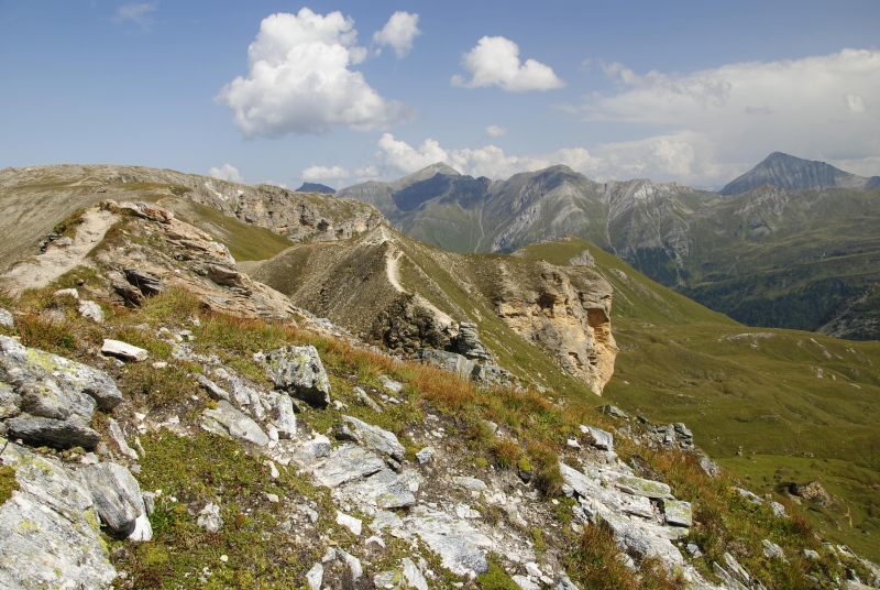 montanum ssp. stiriacum from Edelweißspitze, O Abhang
