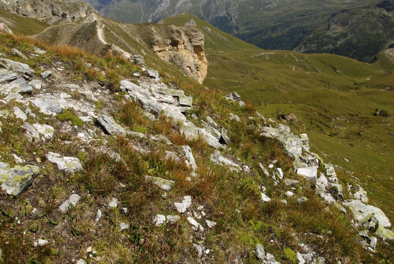 montanum ssp. stiriacum from Edelweißspitze, O Abhang