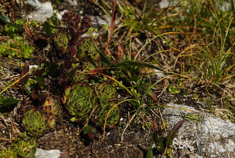 montanum ssp. stiriacum from Edelweißspitze, O Abhang