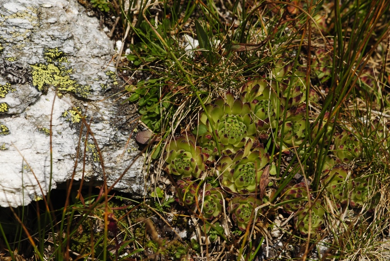 montanum ssp. stiriacum from Edelweißspitze, O Abhang