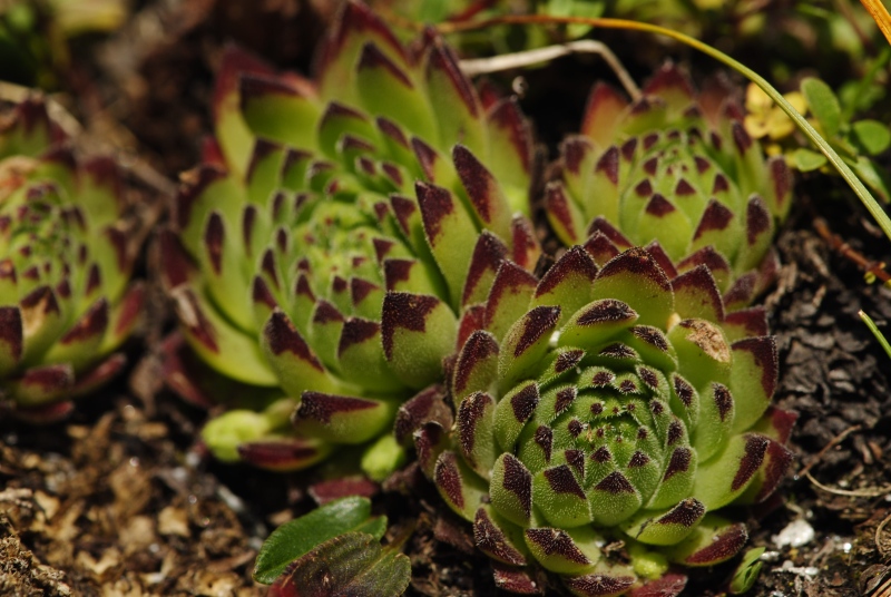 montanum ssp. stiriacum from Edelweißspitze, O Abhang