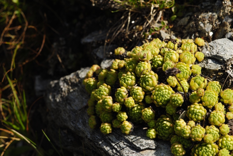 montanum ssp. montanum from Großglocknerstraße, Hexenküche