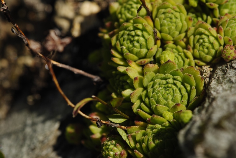 montanum ssp. montanum from Großglocknerstraße, Hexenküche