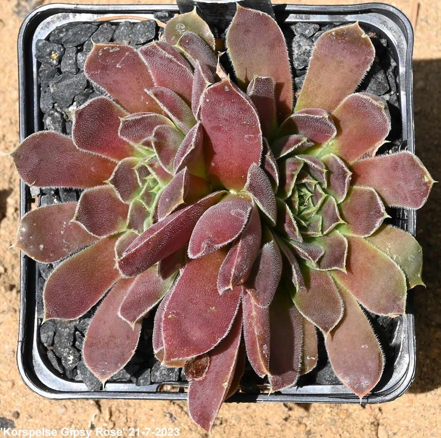 Korspelse Gipsy Rose / Jovi