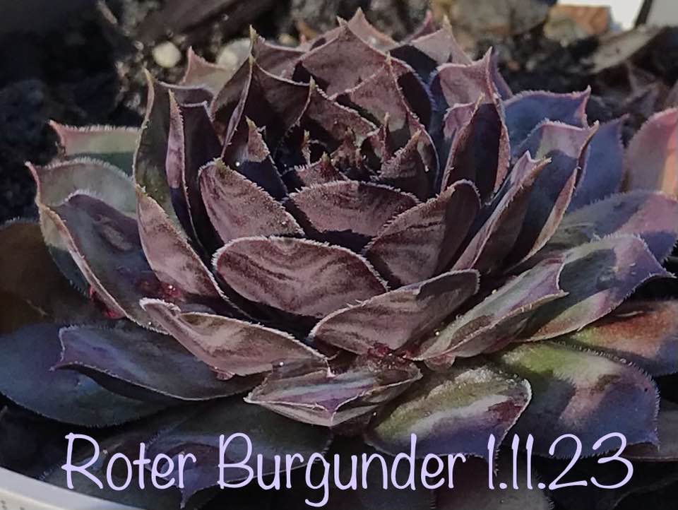 Roter Burgunder