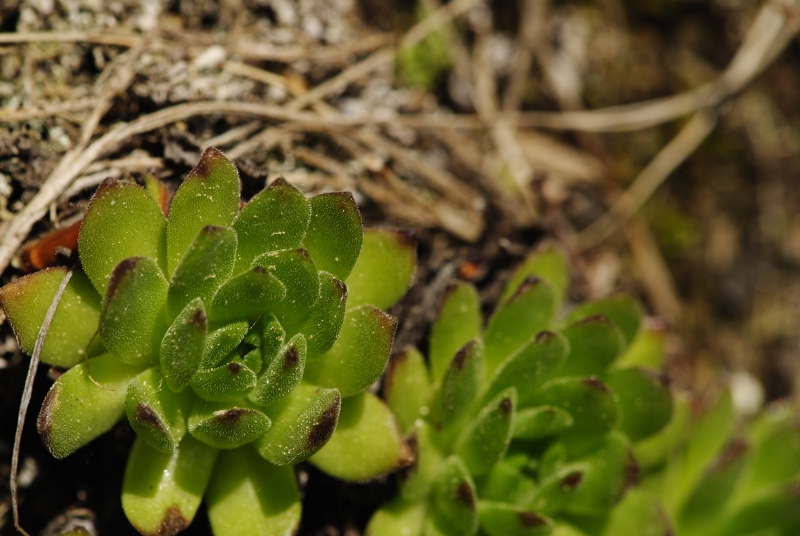 montanum ssp. heterophyllum from Vepor
