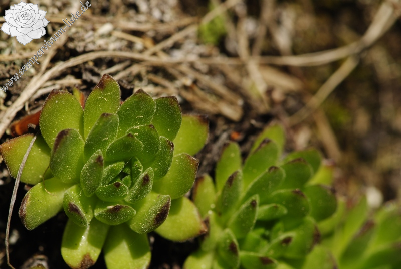 montanum ssp. heterophyllum from Vepor