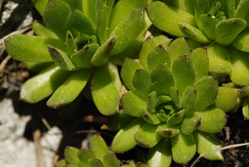 montanum ssp. heterophyllum from Vepor