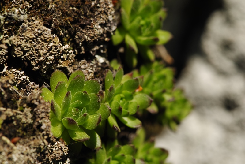 montanum ssp. heterophyllum from Vepor