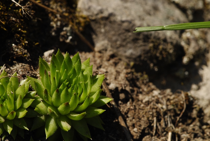 globiferum ssp. hirtum (preissianum) from Veporské skalky