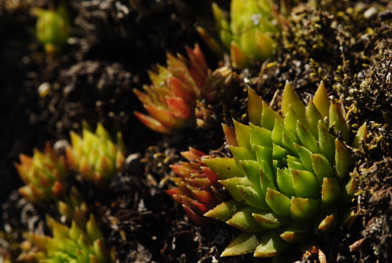 globiferum ssp. hirtum (preissianum) from Veporské skalky