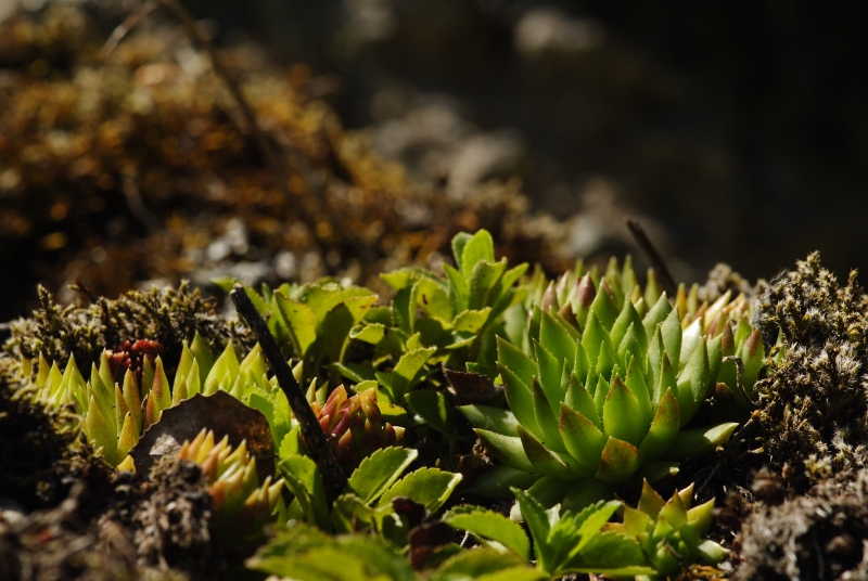 globiferum ssp. hirtum (preissianum) from Veporské skalky