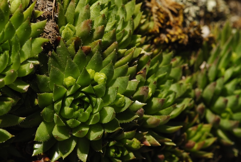 globiferum ssp. hirtum (preissianum) from Veporské skalky