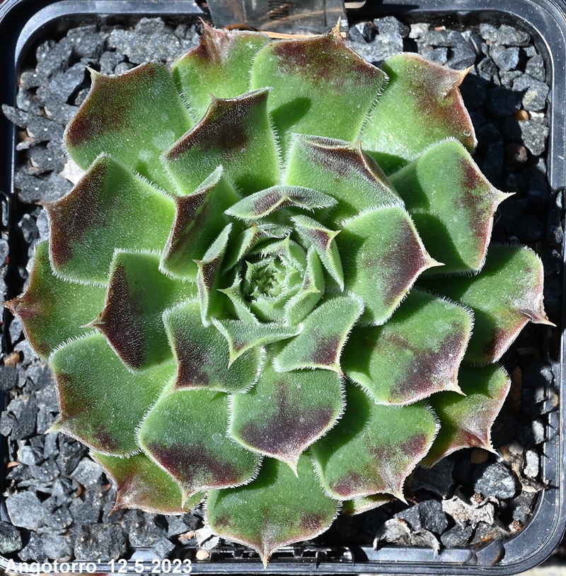 Angotorro / Jovi