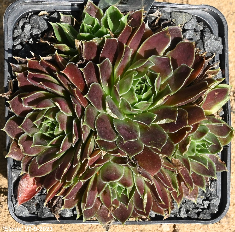 Elozia / Jovi